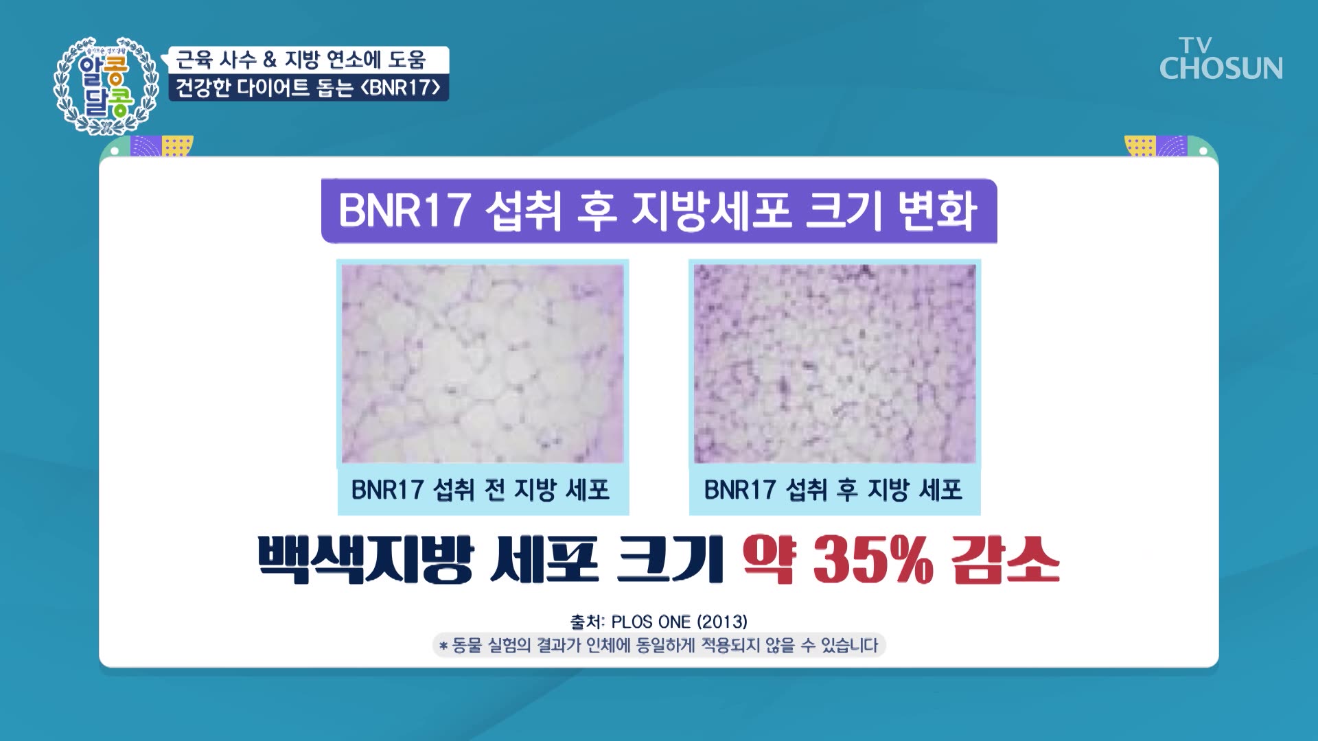 BNR17 섭취 후 지방세포 크기 변화, 백색지방세포 약 35% 감소